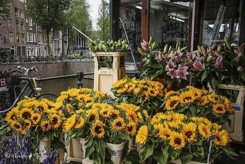 bloemenmarkt amsterdam 2