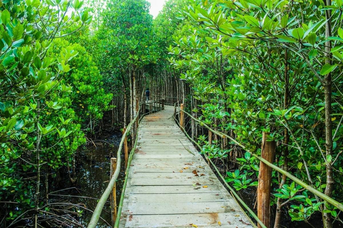 brown wooden bridge beside green leafy trees 1