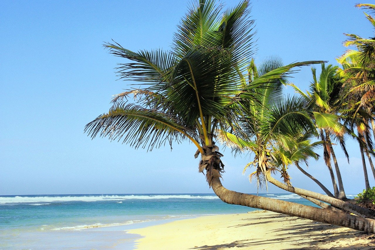 cuba spiaggia alberi di cocco ozio 2
