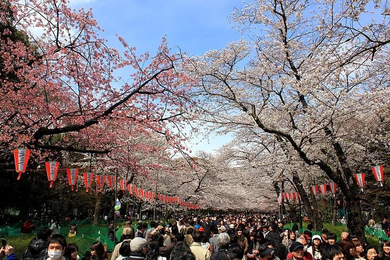 hanami in ueno park 1