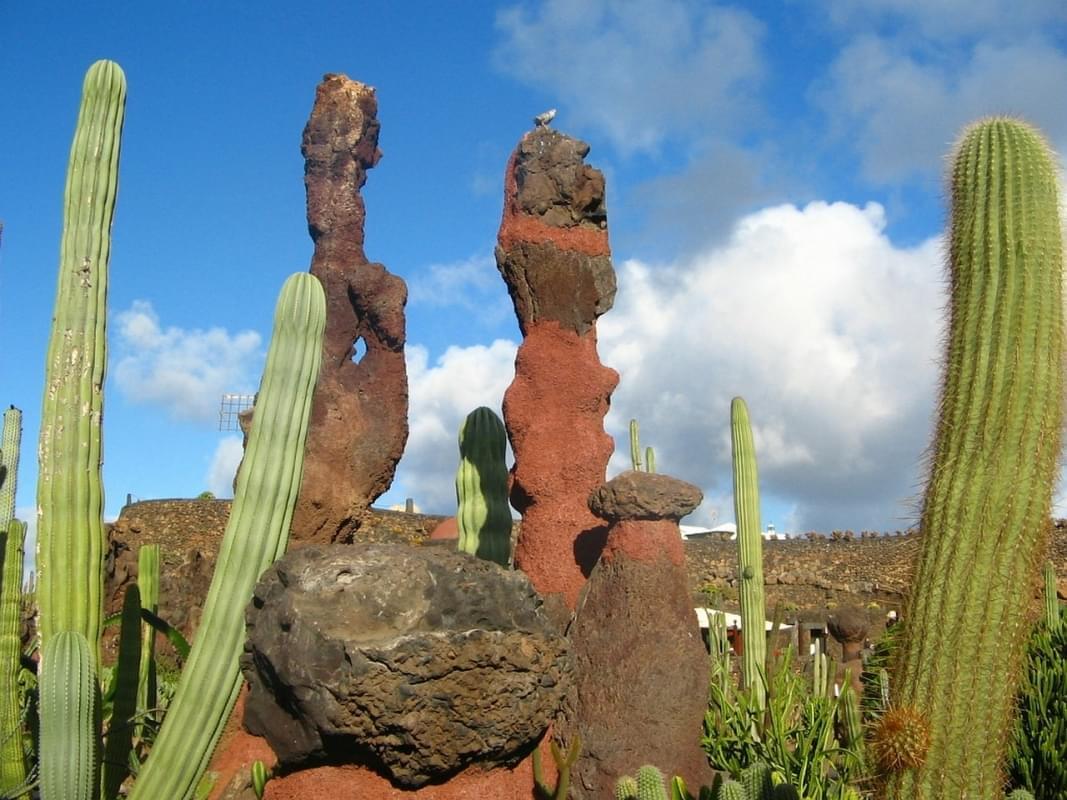 lanzarote cactus