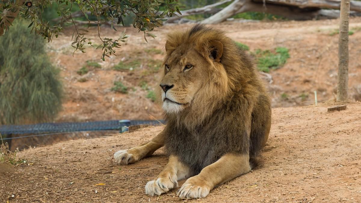 leone werribee zoo melbourne