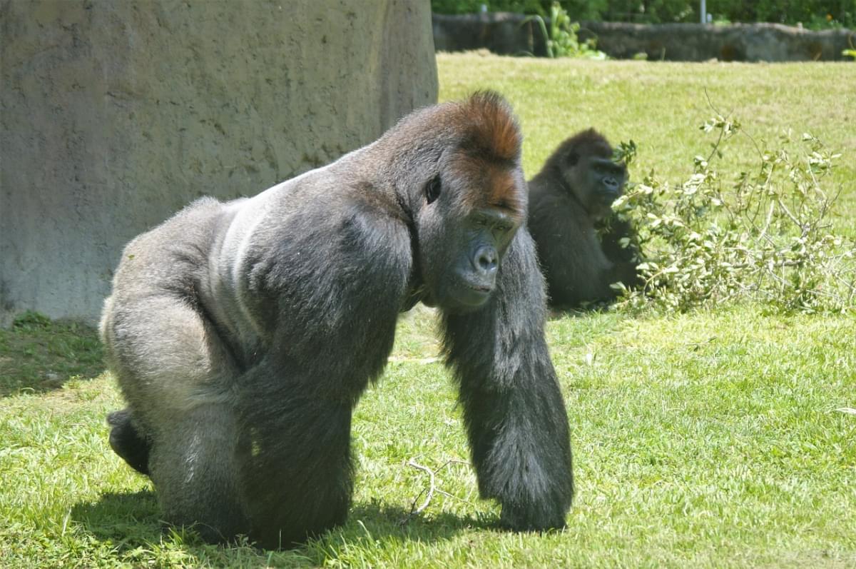 miami zoo