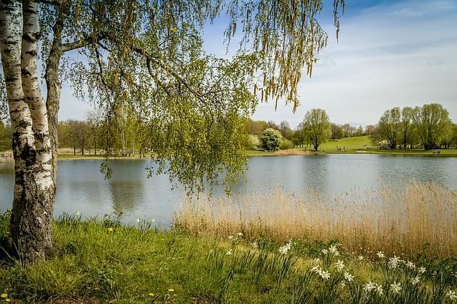 natura sulle sponde del fiume a berlino