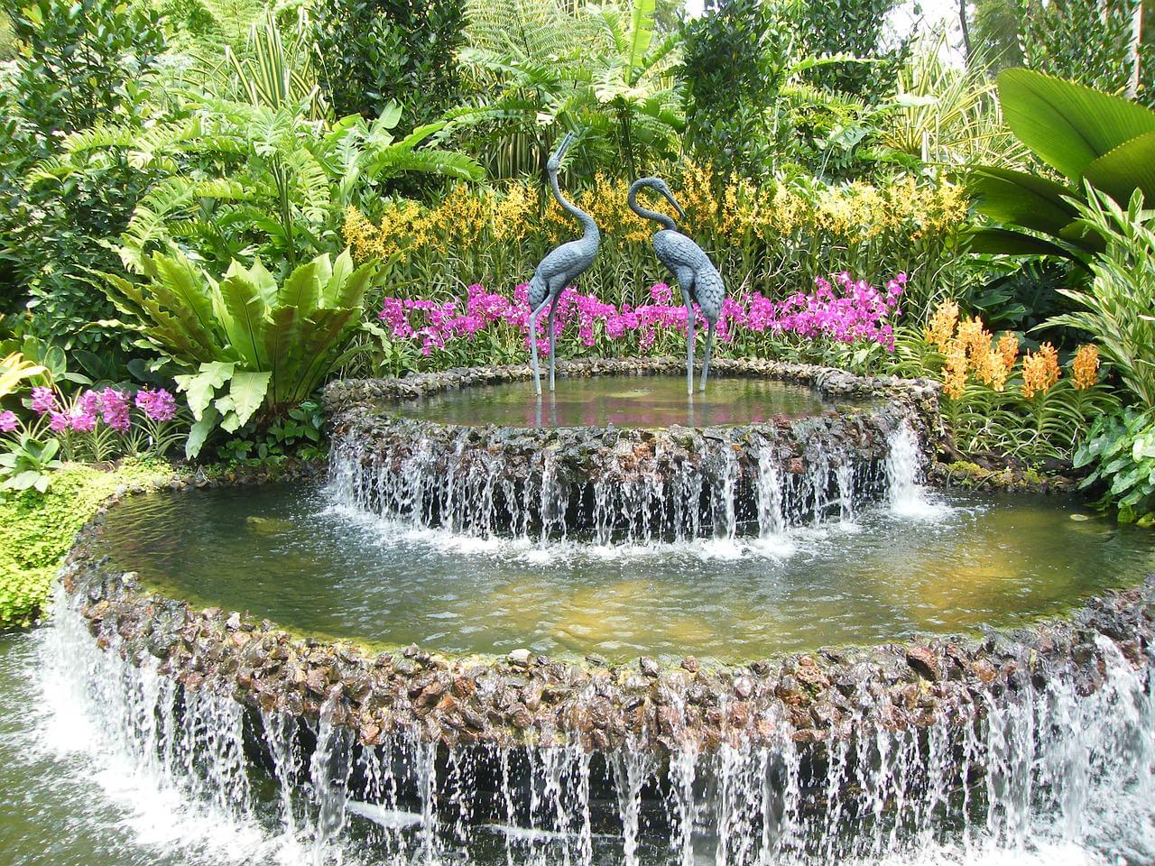 orchidee a singapore