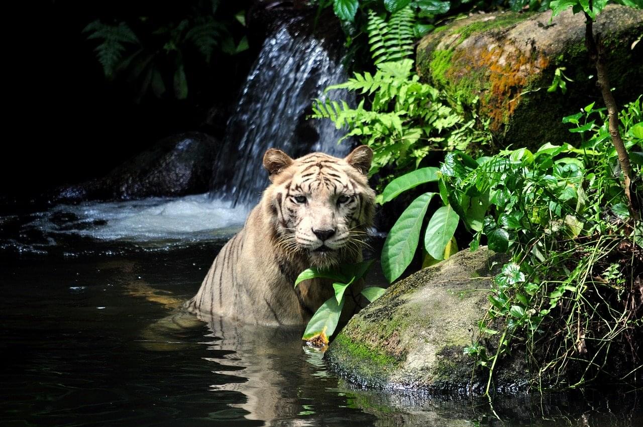 zoo singapore